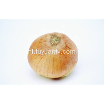 Professional Export New Season Fresh Yellow Onion